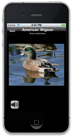 iCatcher Birds - iPhone Bird Identification App